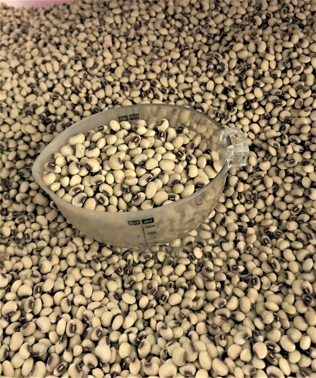 5 Lb Pinkeye Purple Hull BVR Cowpeas Benefits St. Jude
