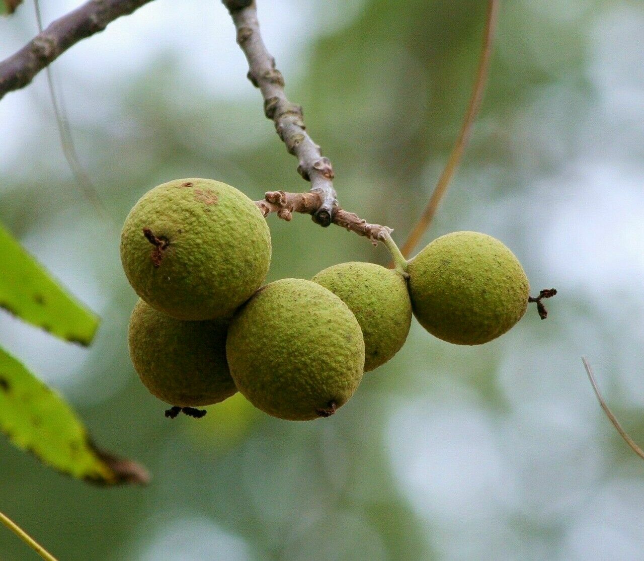 Black Walnut Tree – 18-24″ Tall Live Plant – Bareroot Seedling – Juglans nigra