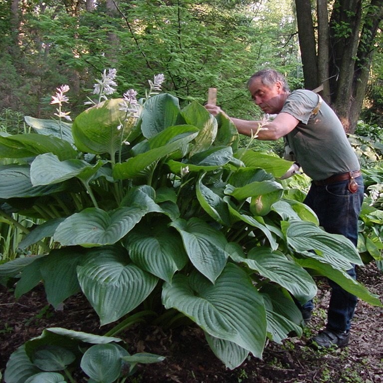 Hosta Empress Wu 5.25″ Pot Perennial Shade Proven Winners Hosta of the Year 2023