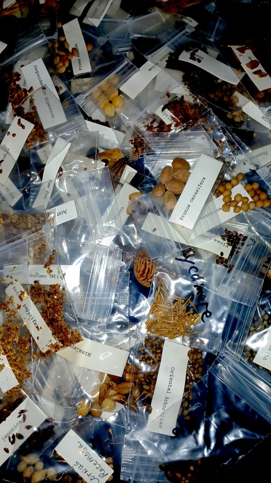 150+ PLUS SPECIES OF TREE SEEDS 6000+ PLUS IDENTIFIED SEEDS ARBORISTS GARDENERS