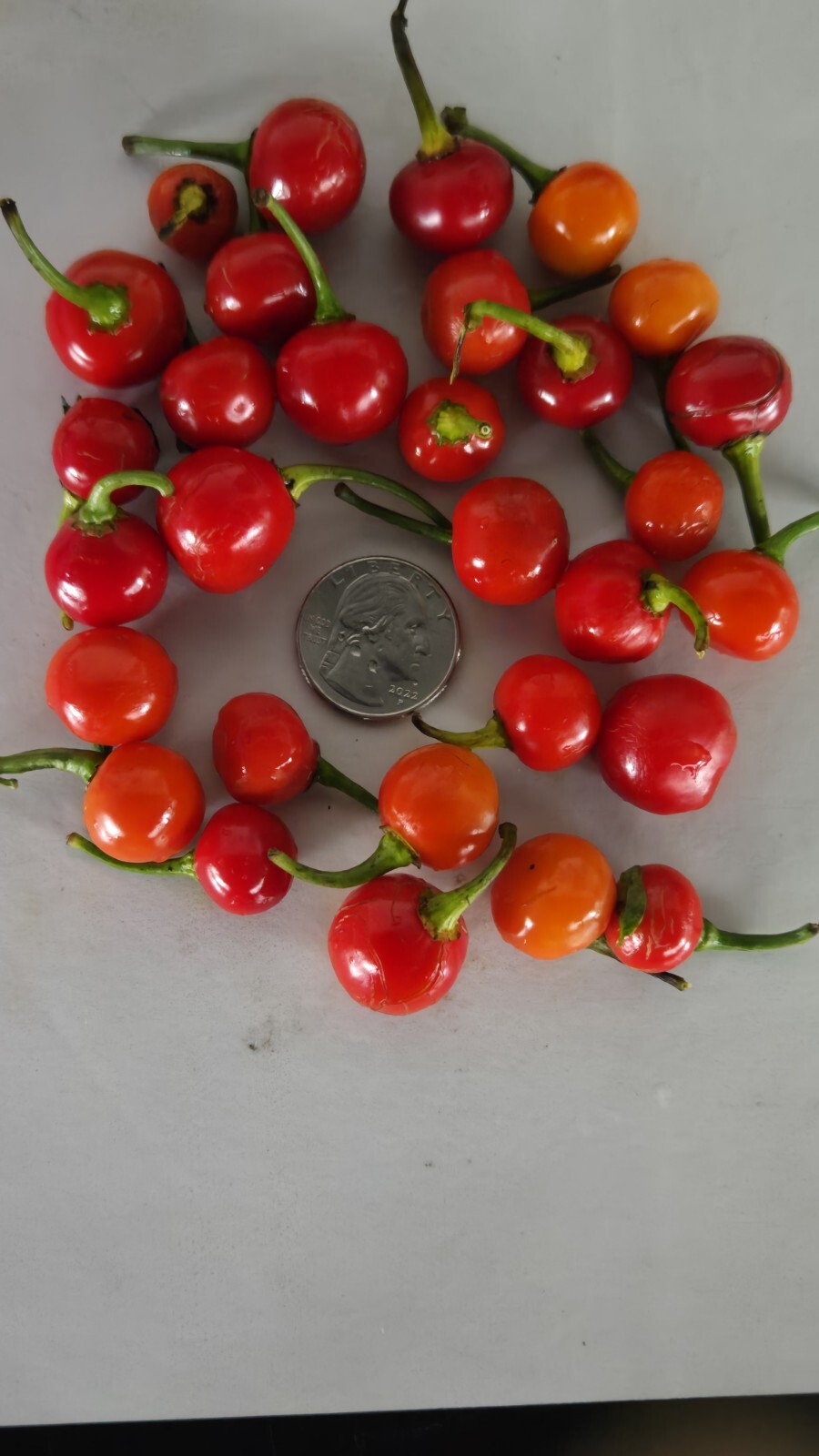 30 Guyana Wiri Wiri Pepper Seeds