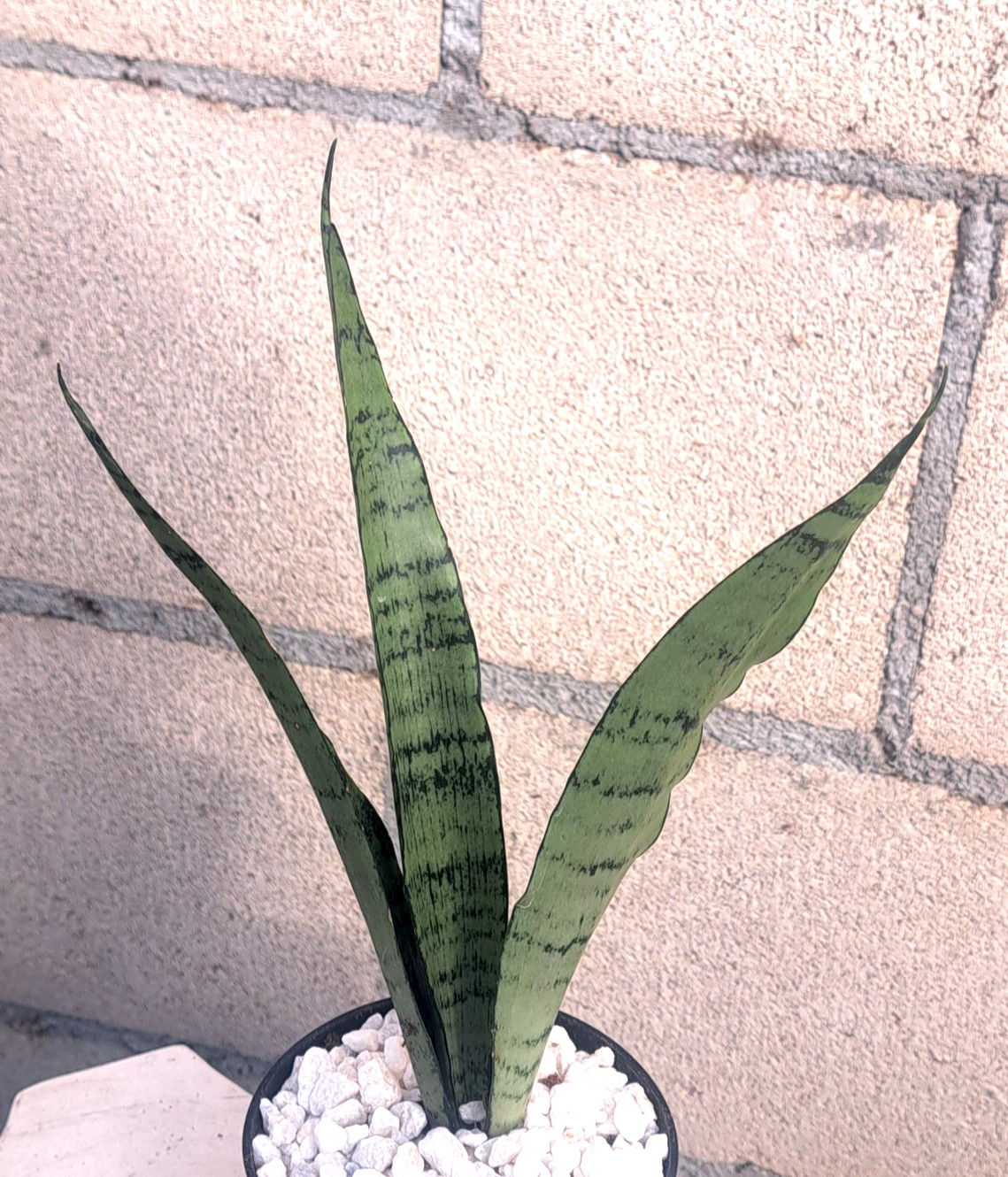 Sansevieria Zeylanica ‘Peppermint’ Plant Houseplant Succulent