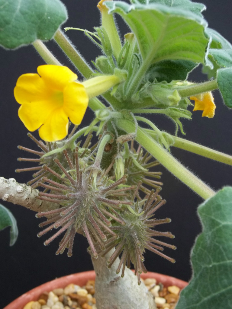 Uncarina roesliana @@ exotic rare flowering caudex rare succulents seed 5 SEEDS