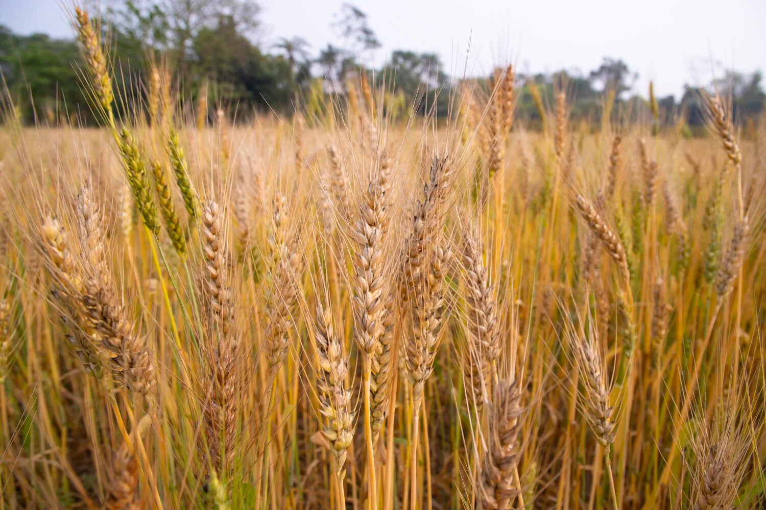 Barley Seeds (200) / ORGANIC / FLORIDA GROWN / CEREAL GRAIN