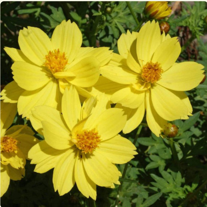 Cosmos DWARF LEMON Colorful Cut Flower Summer Blooms Warm Non-GMO 100 Seeds