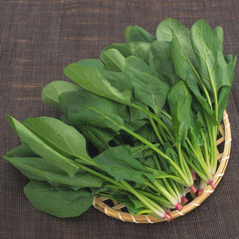 200+Seeds Big round leaf spinach Giant Noble spinach Persia vegetable USA
