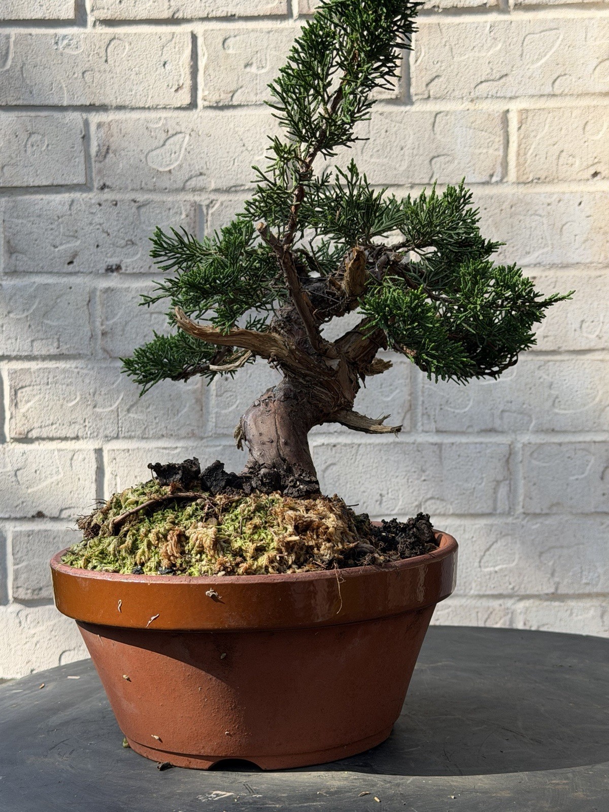 Bonsai Tree Kishu Shimpaku Juniper