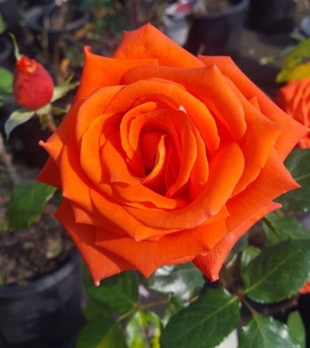 MARINA Everblooming Floribunda Salmon Orange Rose 1 Gal Bush Plants Plant Roses