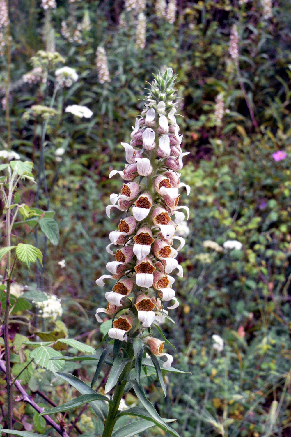 200 GRECIAN FOXGLOVE Wooly Digitalis Lanata Hummingbird White Yellow Flower Seed