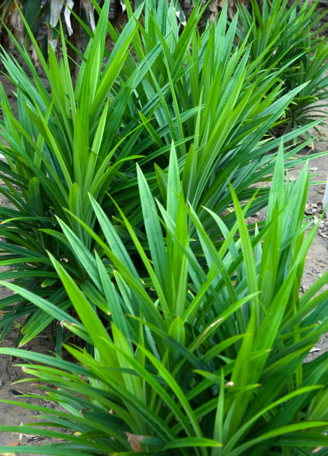 1 Pot 2 Pandan Leaves Plants – 13-15″ Tall – Fresh & Healthy – No Ship to CA