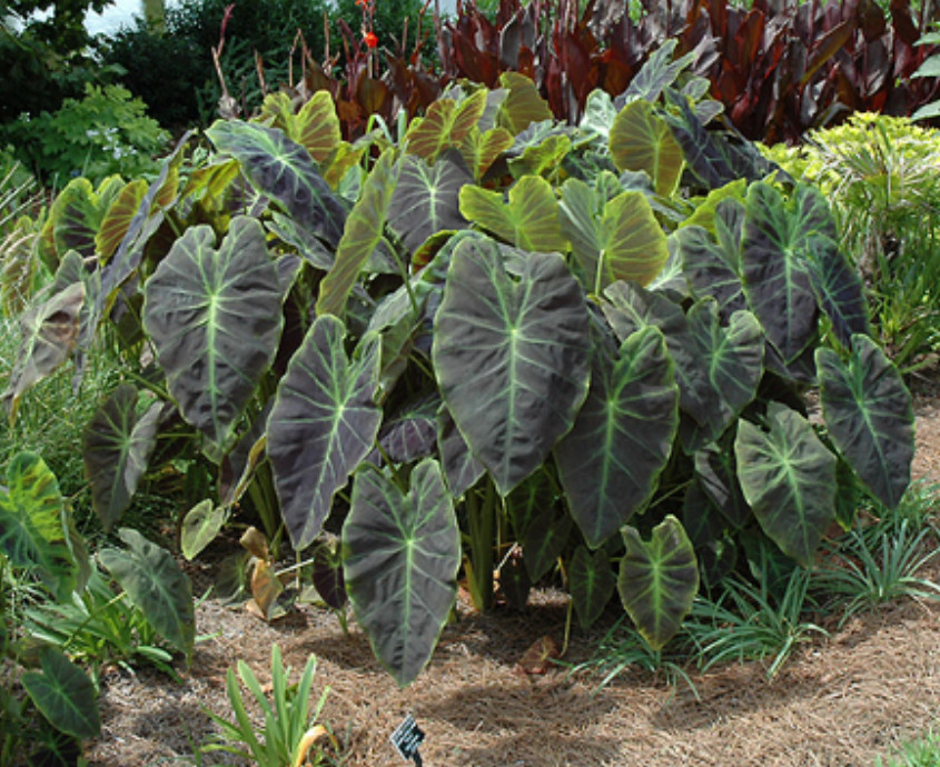Illustris Colocasia Live Plant – 5-10″ Tall – Dark Elephant Ear Tropical Plant