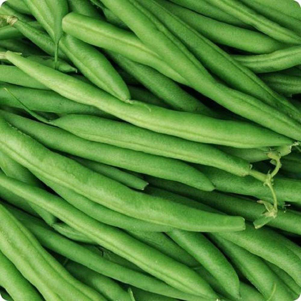 Bean Provider Bush Bean Seeds ,COOL BEANS N SPROUTS” Brand. Home Gardening.