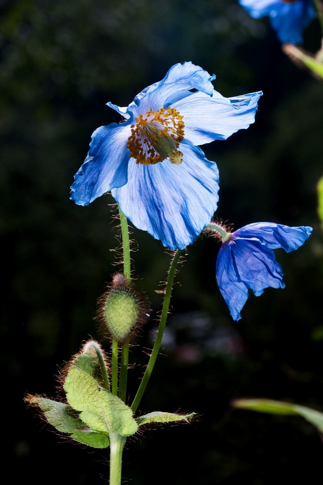 7800 Pcs Blue Papaver Rhoeas Seeds for Planting. Himalayan Rare Blue Poppy Seeds