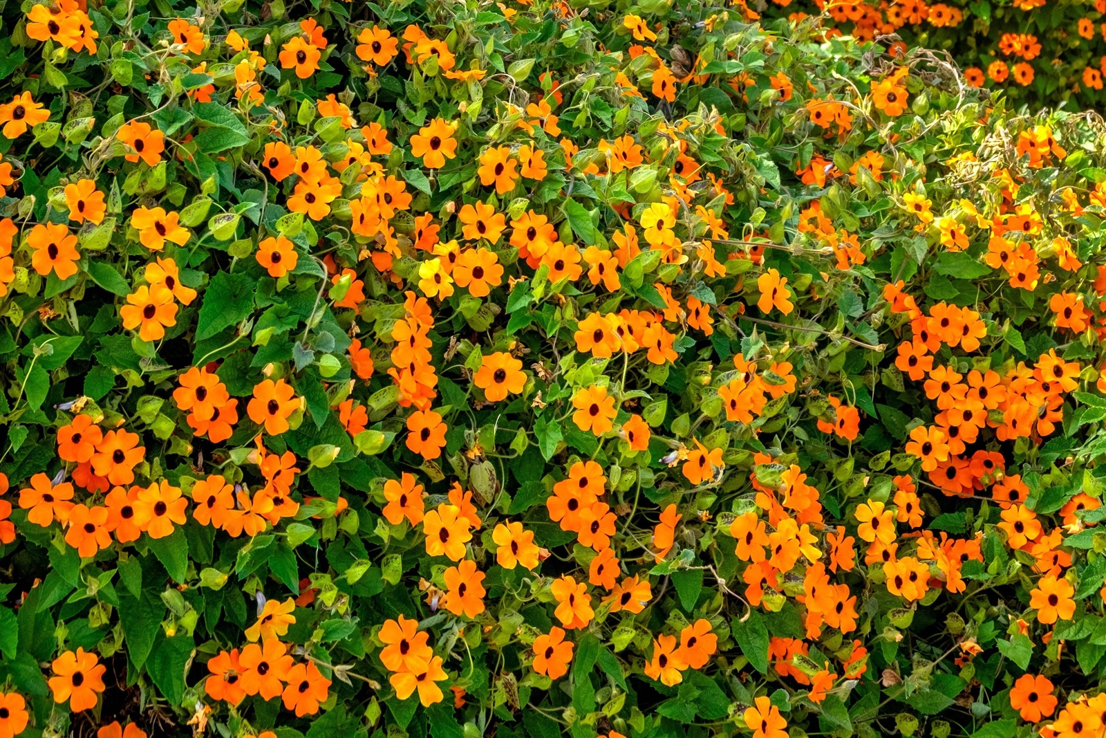 25 MIXED THUNBERGIA Alata VINE Black Eyed Susan Orange White Yellow Flower Seeds