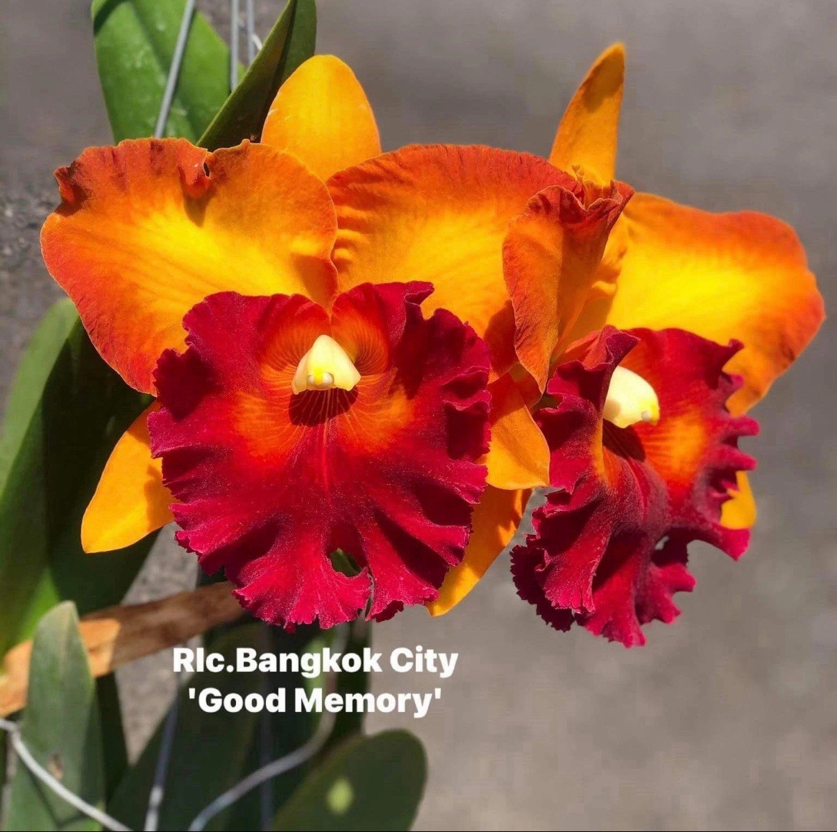 Rlc Bangkok City ‘Good Memory’ Orange Yellow Fragrant Mericlone Orchid 4” Pt