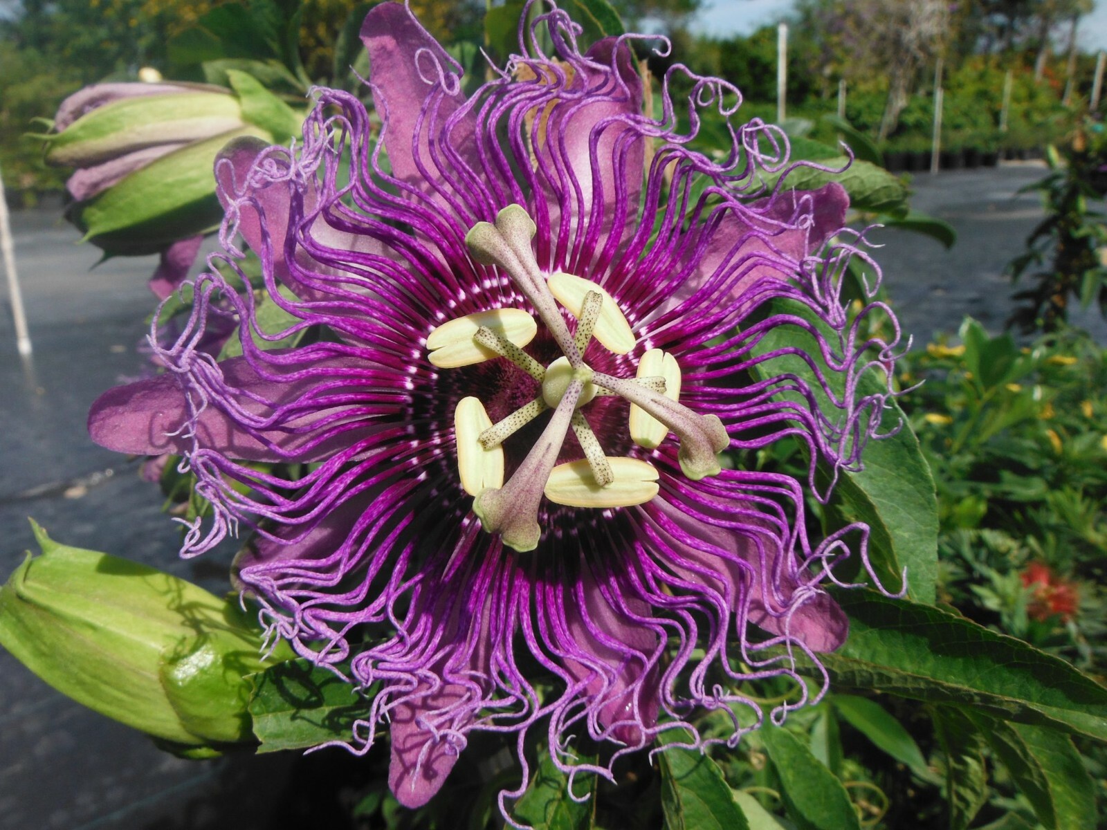 INCENSE~Passiflora Incarnata-Cincinnata~Starter Plant~Purple Flower Yellow Fruit