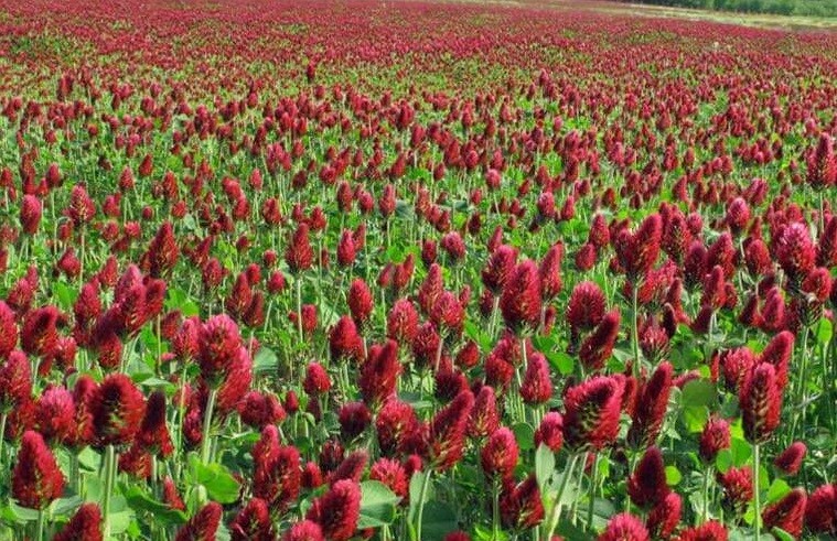 Clover CRIMSON RED Flowers legume adds Nitrogen Pollinators Non-GMO 1000+ Seeds!