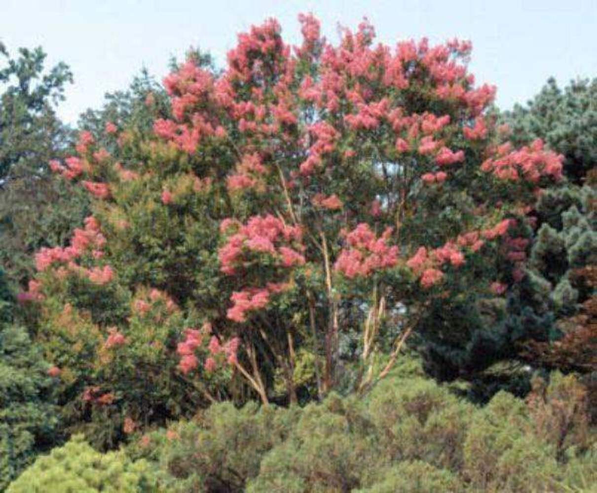 Miami Crape Myrtle: Vibrant Tropical Beauty and Fast-Growing Shade