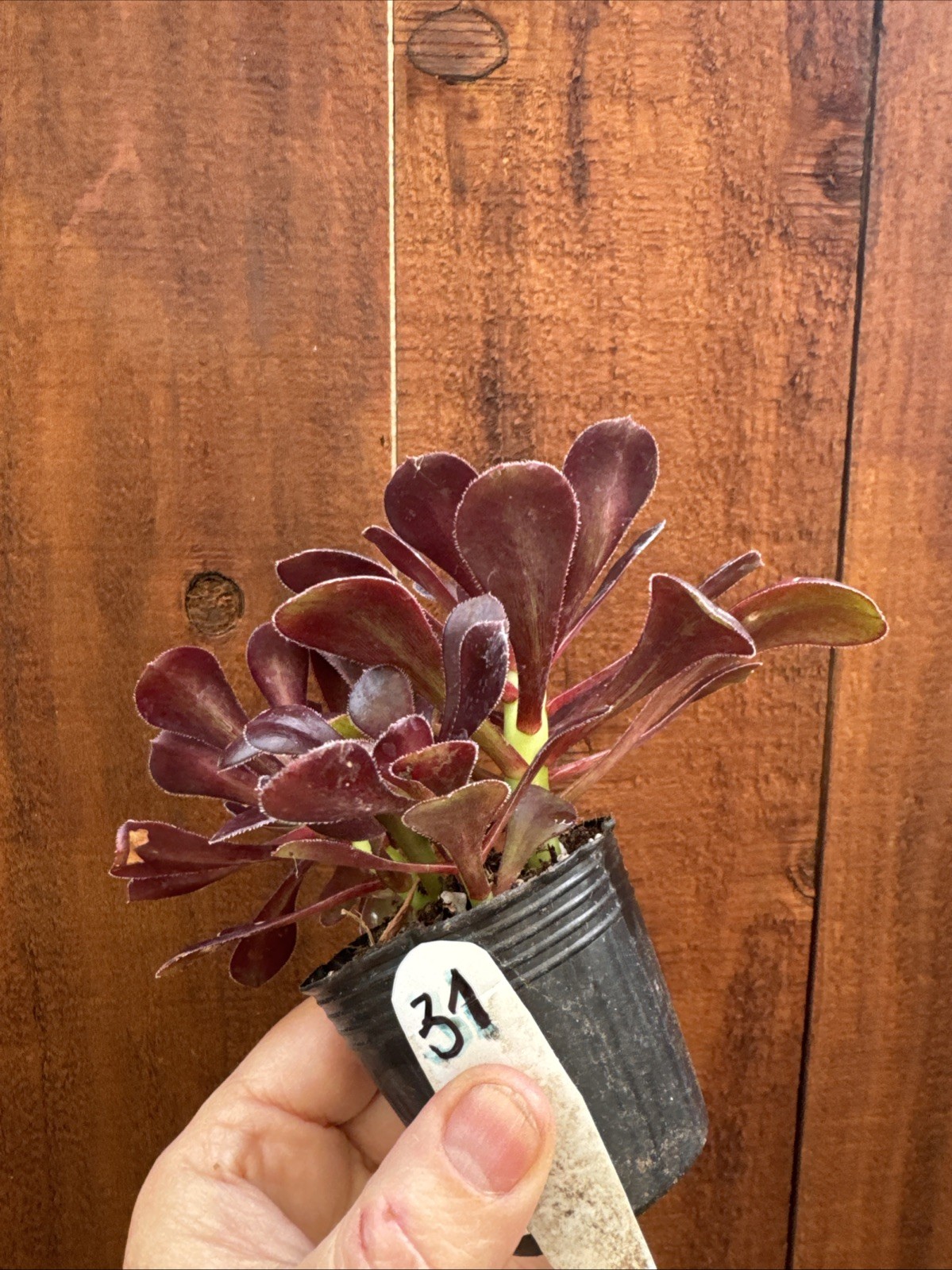 BLACK ROSE Dark Purple Aeonium Succulent