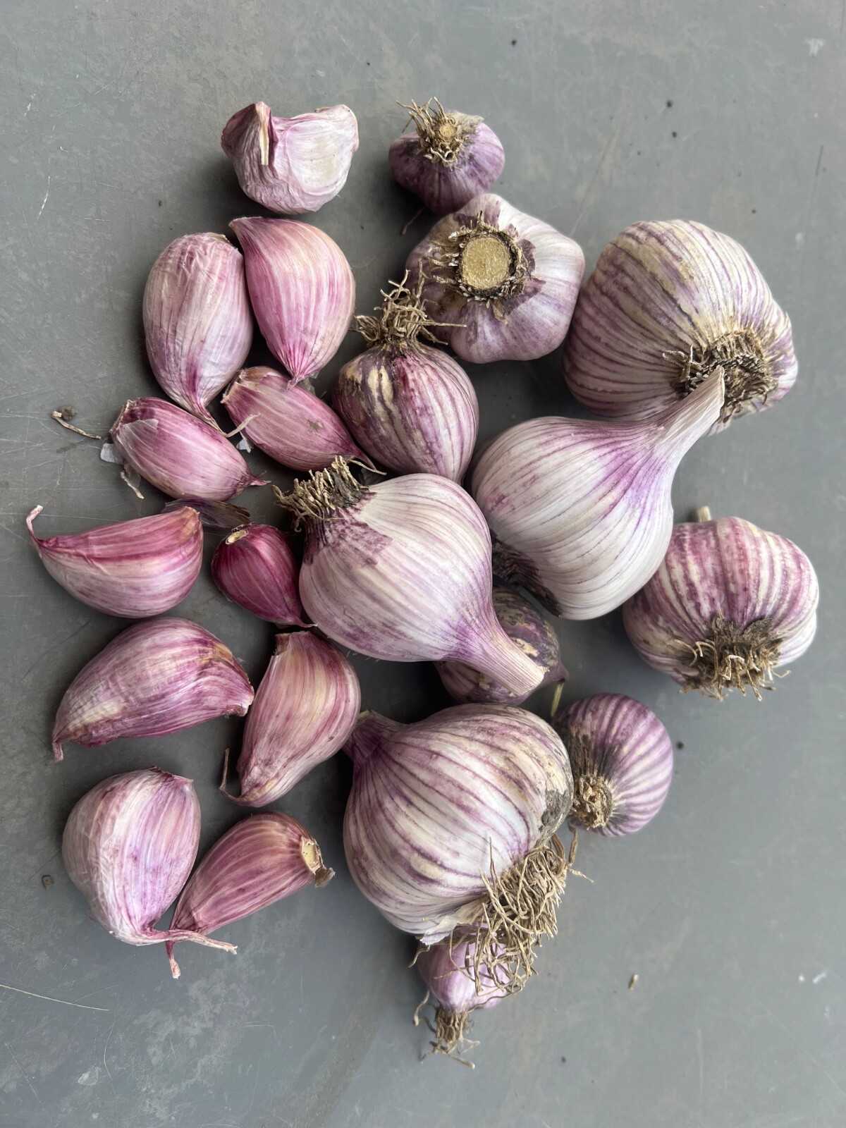 CHESNOK RED GARLIC Bulbs, Organic, eating/planting – FREE SHIPPING