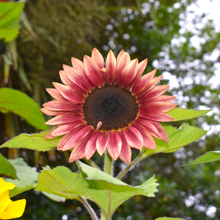 ProCut Ruby Eclipse Sunflower Seeds | Pink Red F1 Flower Seed 2024 Fast Shipping