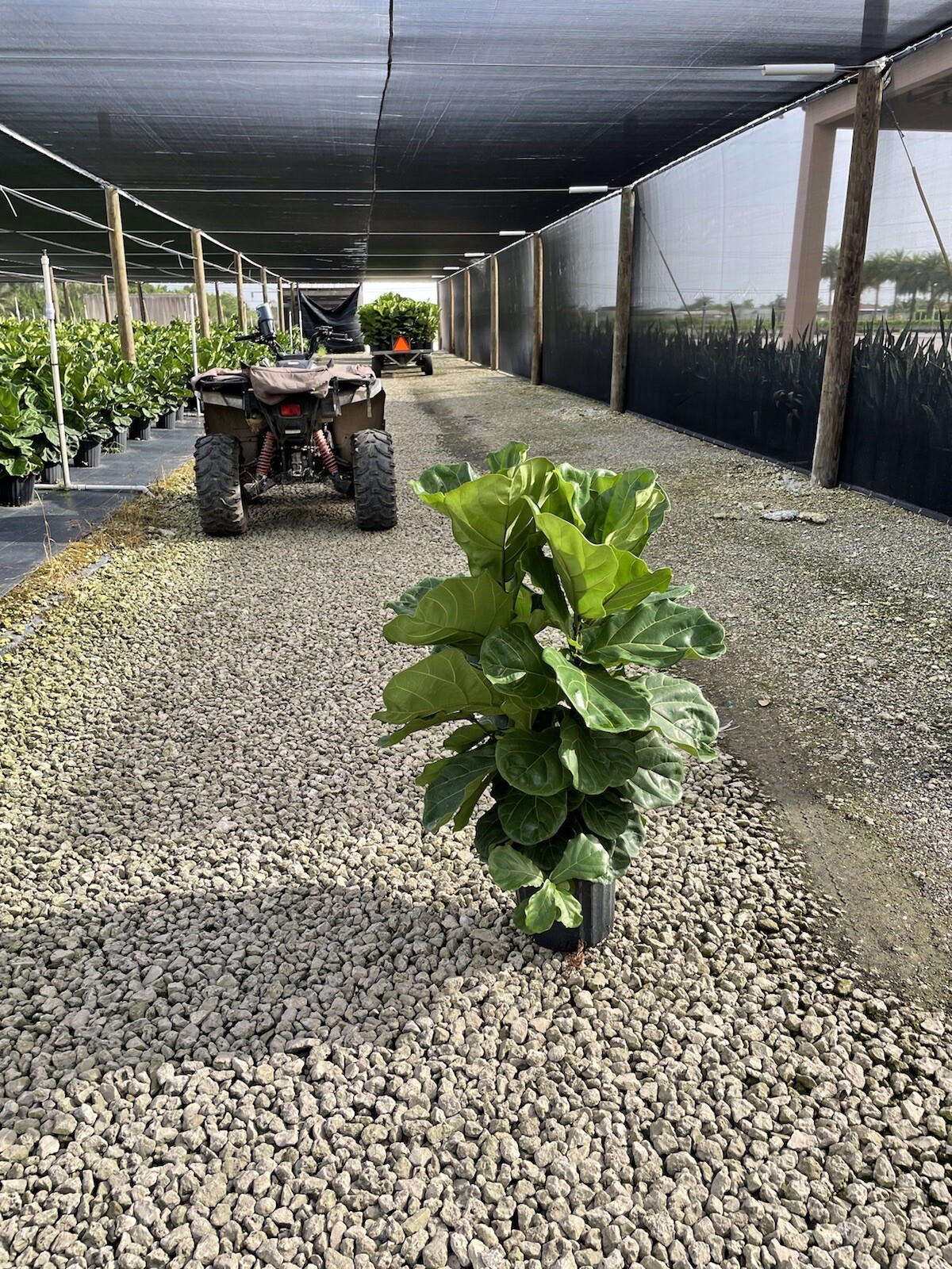 Ficus lyrata Bush, Fiddle Leaf Fig In A 10” Pot. It’s At 26”30” Tall.