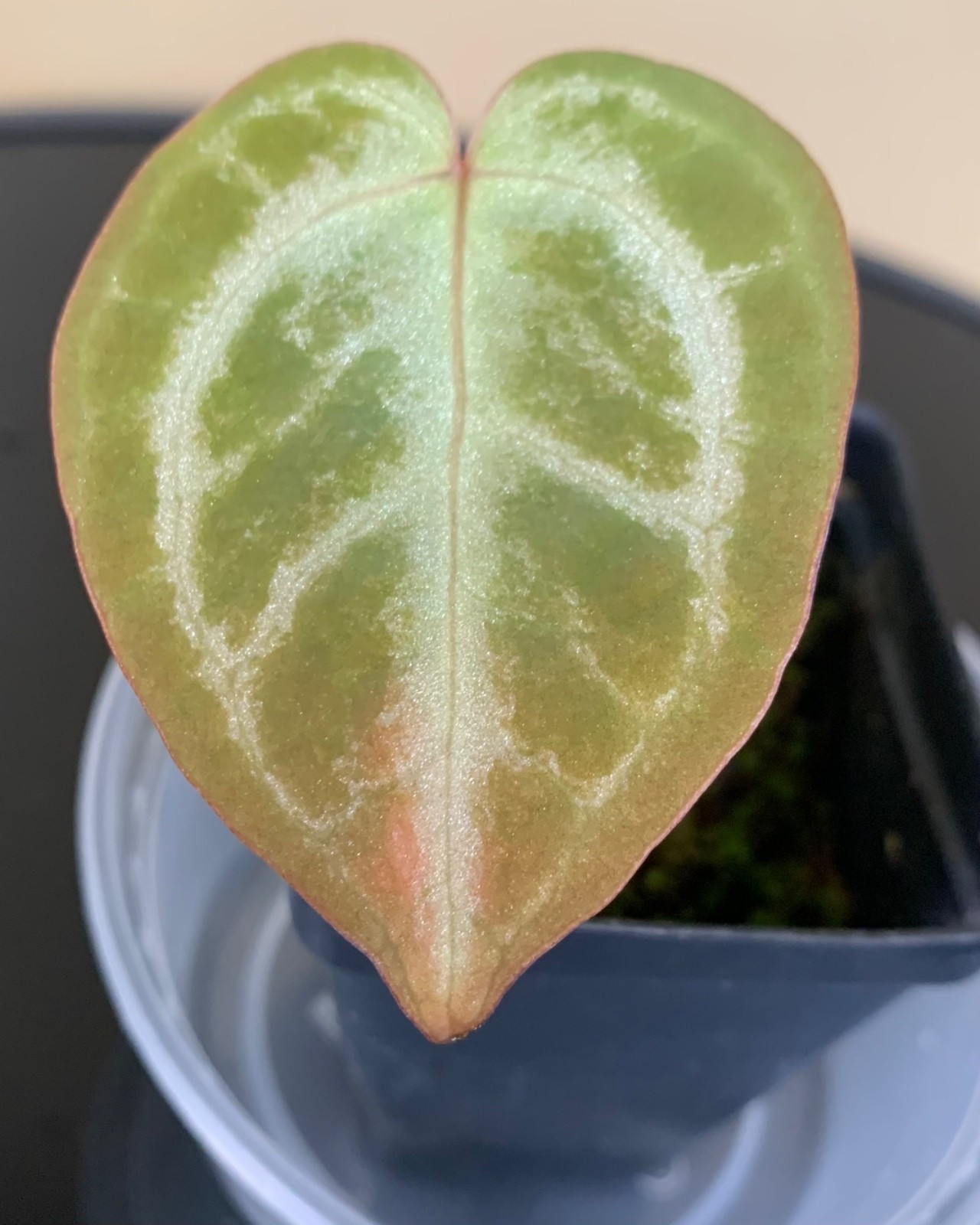 Rare Tropical Plant: Anthurium Silver Blush x A. Michelle **READ DESCRIPTION**
