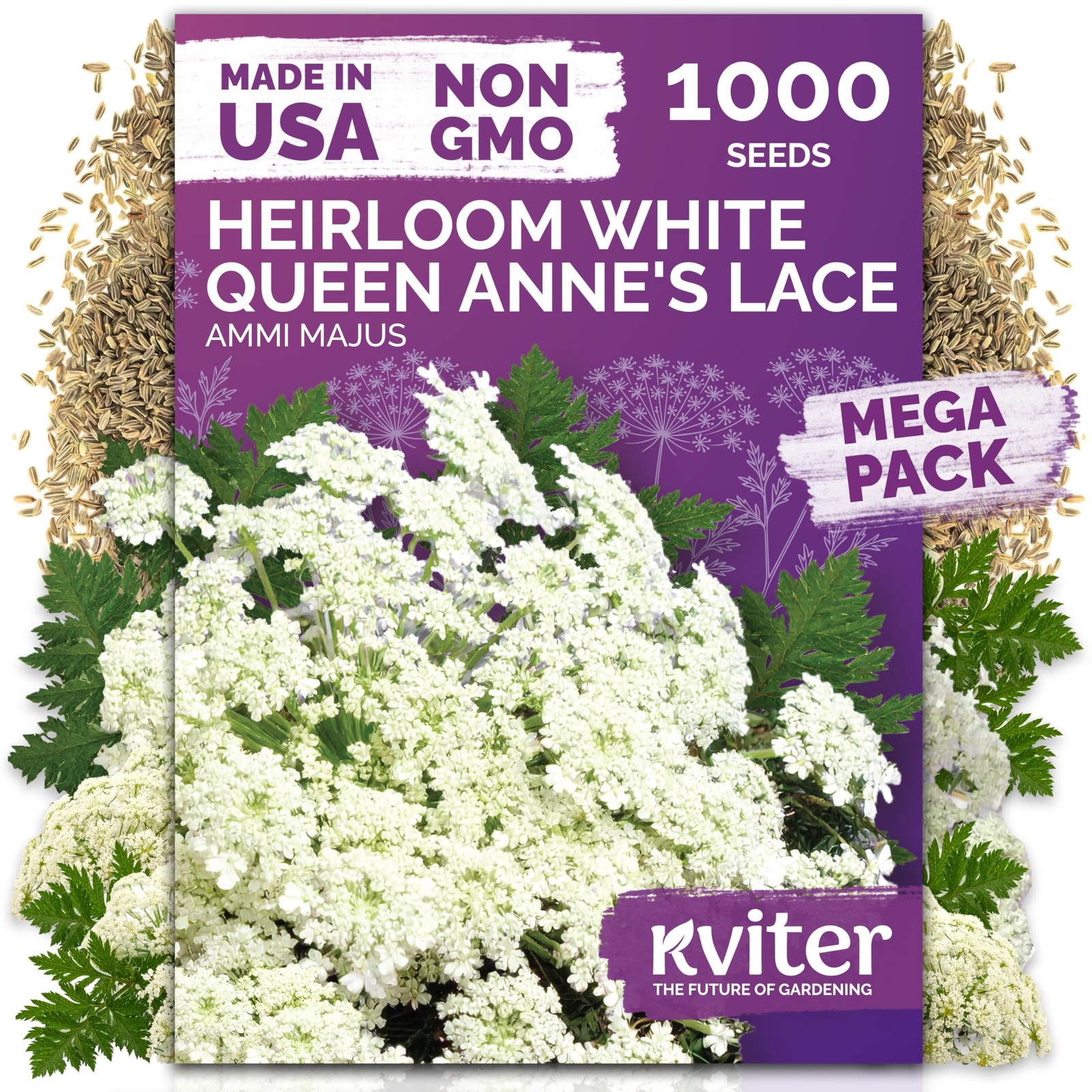 KVITER 1000 White Queen Anne’s Lace Seeds (Daucus Carota)
