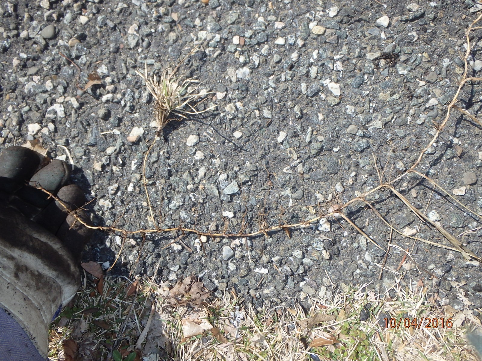 Dormant Zoysia grass handfull of rhizomes/stolones good for 10-15 plugs or more