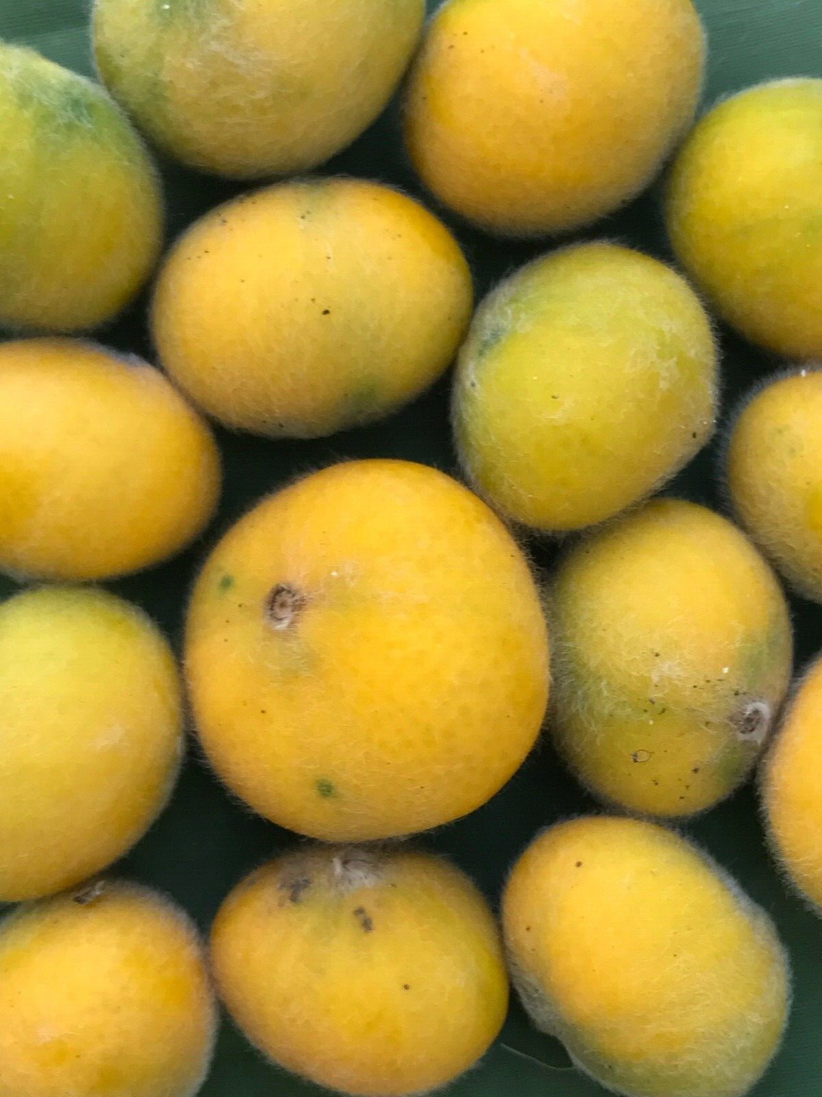 Yellow Jaboticaba Cabelluda Myrciaria Glazioviana Plinia Glomerata Tree Plant