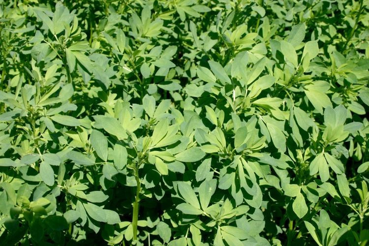 1500+ ALFALFA SEEDS — MICROGREENS — COVER CROP — HERB — HEIRLOOM —- FRESH