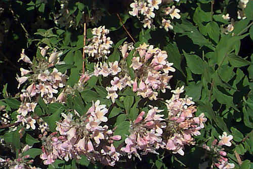 Beauty Bush, Kolkwitzia amabilis, Shrub Seeds (Showy, Hardy)
