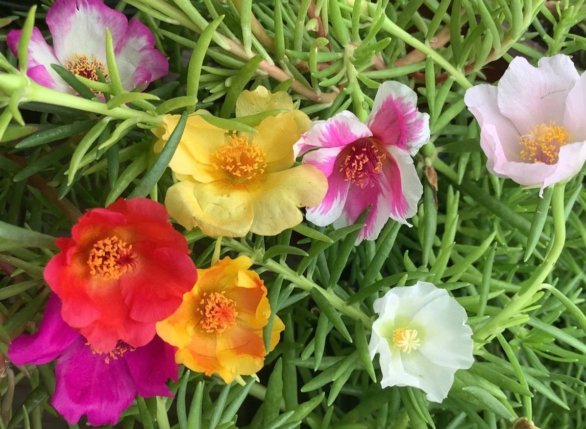 Rare Moss Rose Rooted Cuttings – Multi-Color Heat-Loving Succulent Plants
