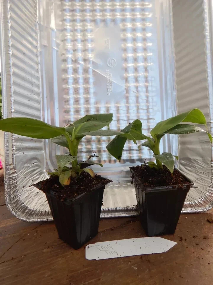 Dwarf Nam Wah Musa Banana Plant–SMALL ROOTED STARTER PLANT