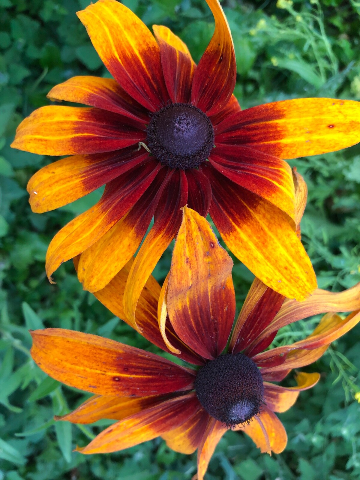 Organic Rudbeckia Hirta SEEDS~Gloriosa Daisy BlackEyed Susan~Color Variation Mix