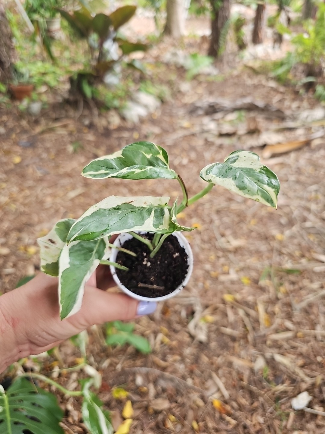 Rooted Pothos N Joy Pearls and Jade Ivy Vine Live Plant in 2,5”pot Variegated