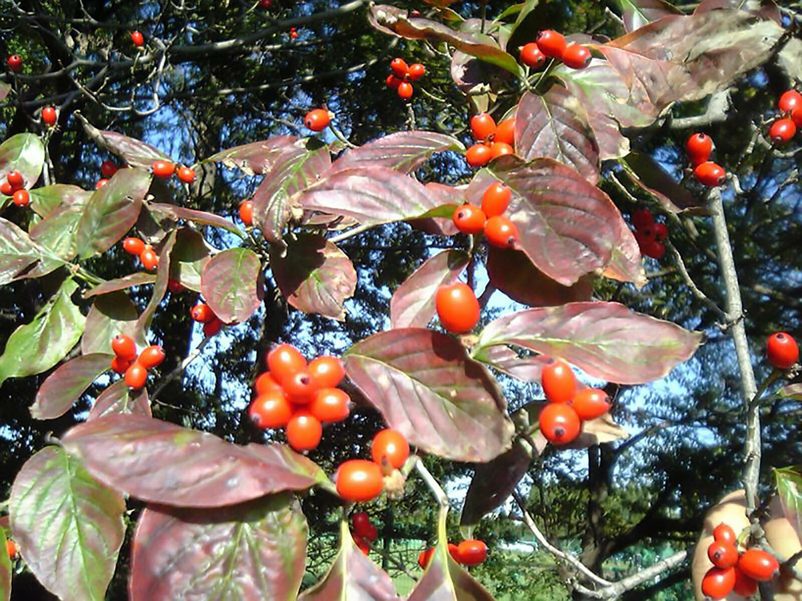 White Flowering Dogwood, Cornus florida, Tree Seeds