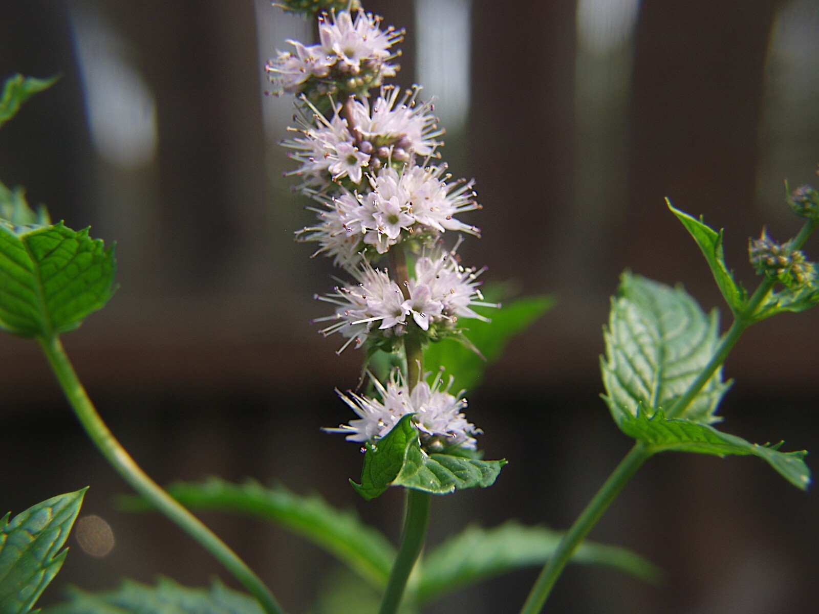 1000 Spearmint Seeds – Mentha spicata – Non-GMO Medicinal Herb and Tea