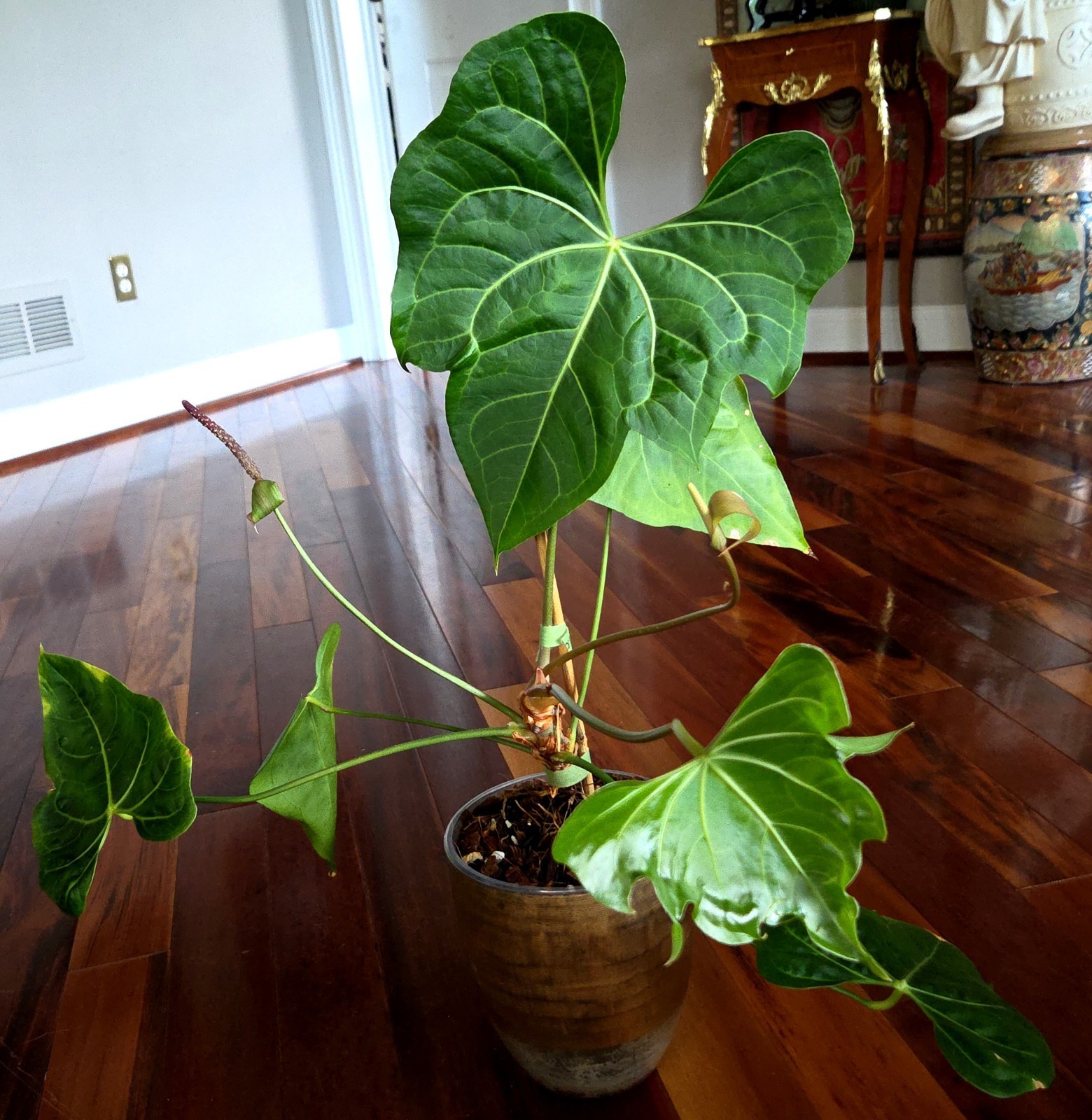 Rare XL Anthurium Pedatoradiatum X Clarinervium 24″ Tall Not Philodendron