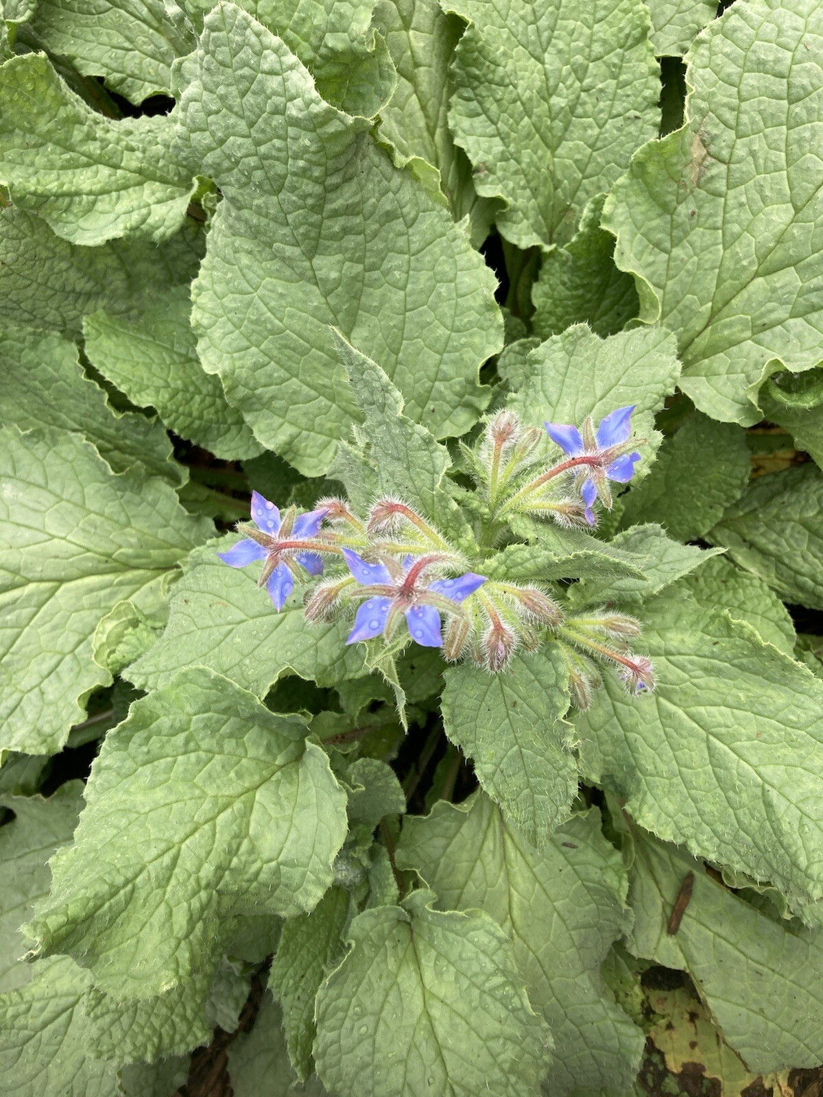 Borage Seeds Purple Starflower Tailwort 25 Seeds Garden Planting Non-GMO