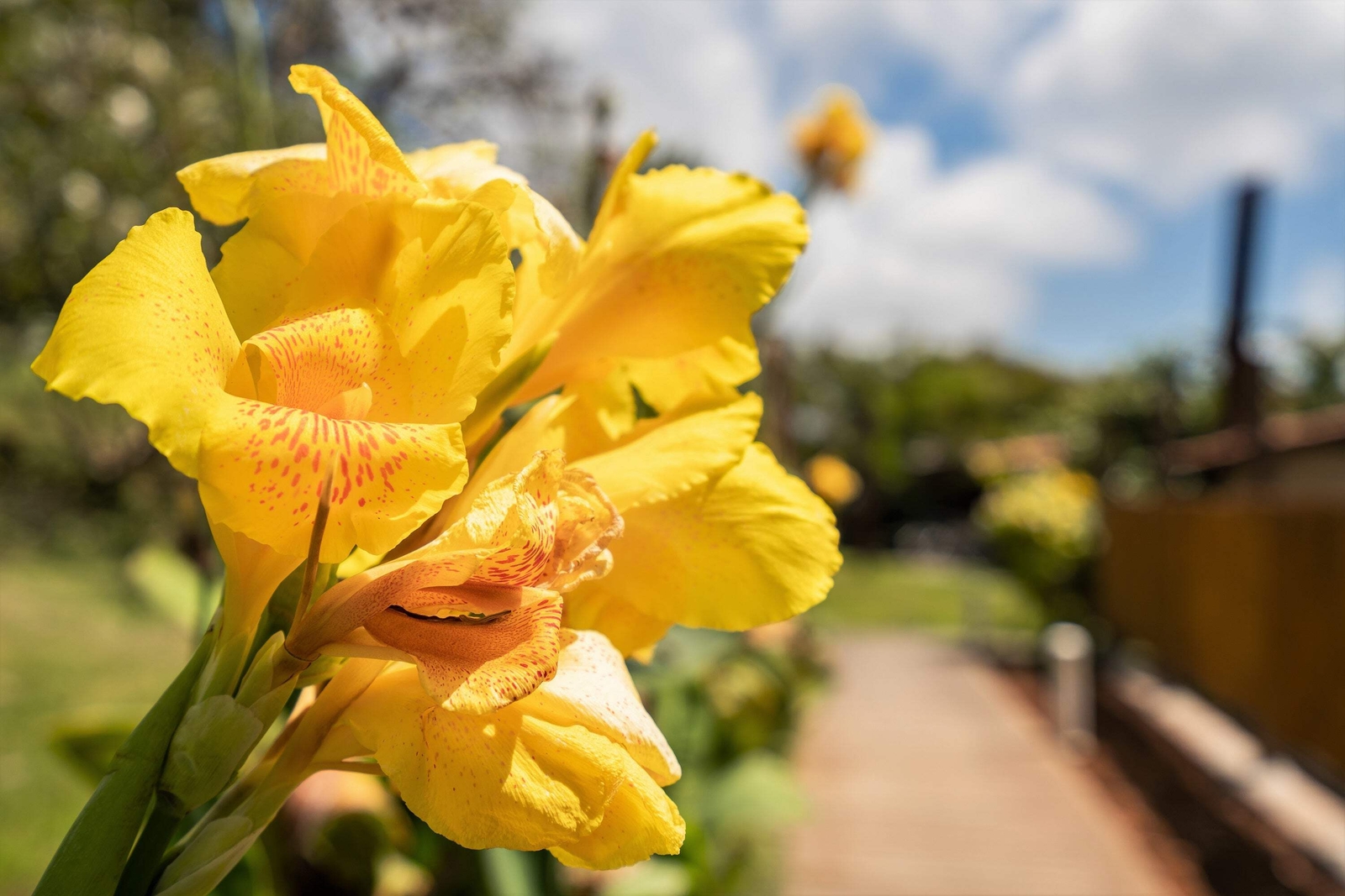 5 YELLOW CANNA LILY Indian Shot Canna Indica Flower Seeds *Flat S/H