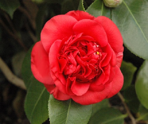 ( 1 )- April Tryst Red Camellia Japonica – Starter Plant ( 4L ) ( 1 live plant )