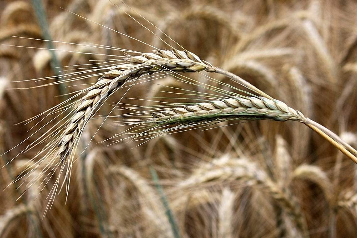 100 Pcs Rye Seeds – Non-GMO and Grown Organically – Great for Cover Crops, Food