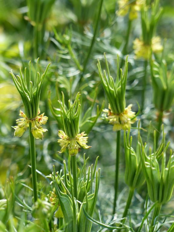 Love in a Mist – ‘Transformer’ Seeds (Nigella orientalis)