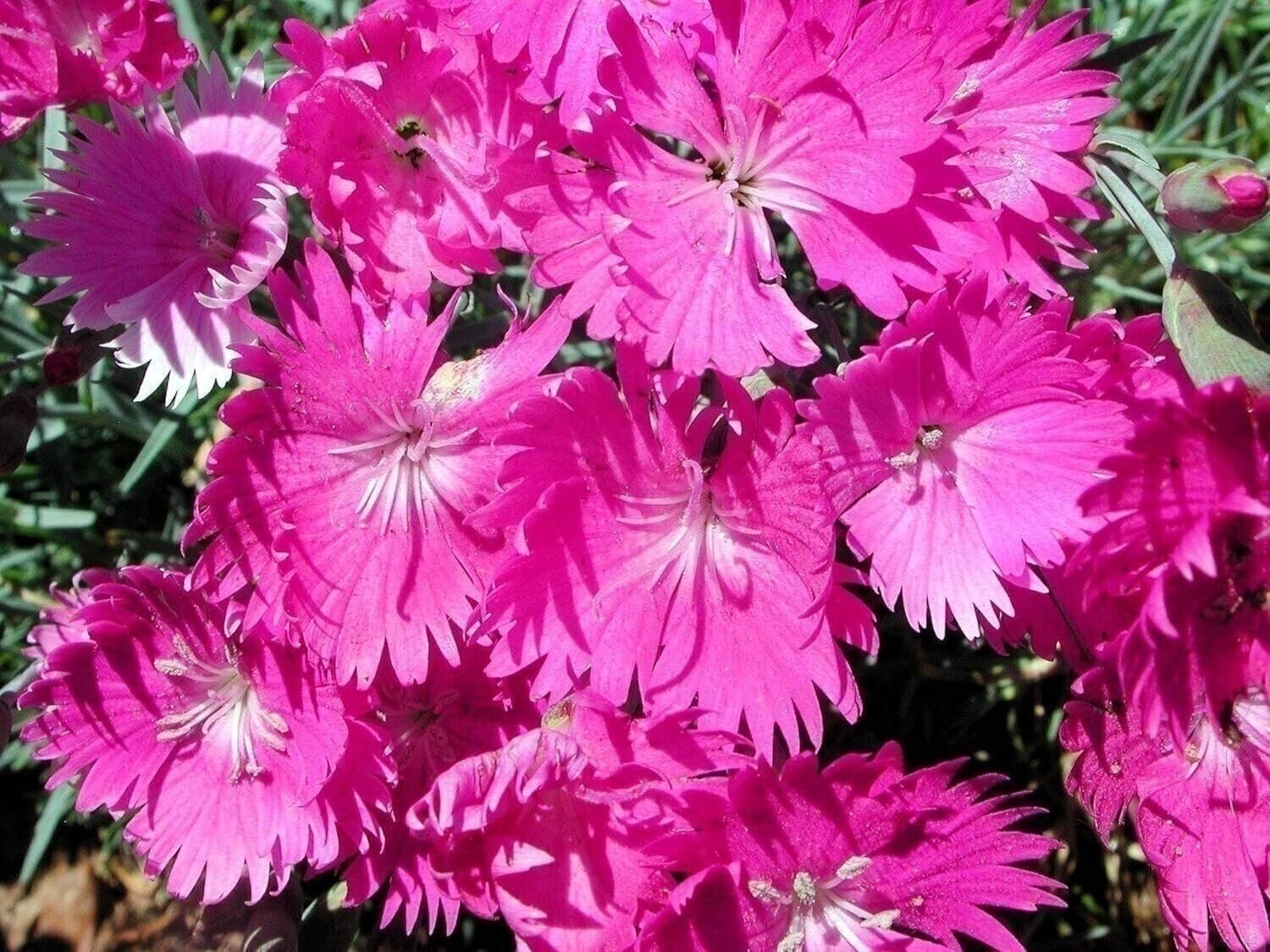 Dianthus Firewitch | 2 Inch | Dianthus gratianopolitanus | Low Maintenance Plant