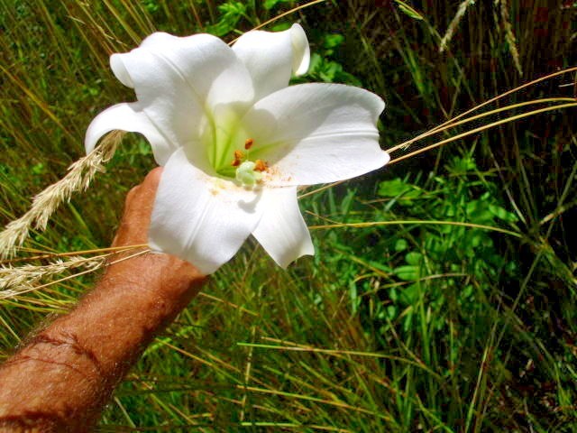 25 WHITE FORMOSA LILY SEEDS – Lilium formosanum – giant 6 – 7 foot tall