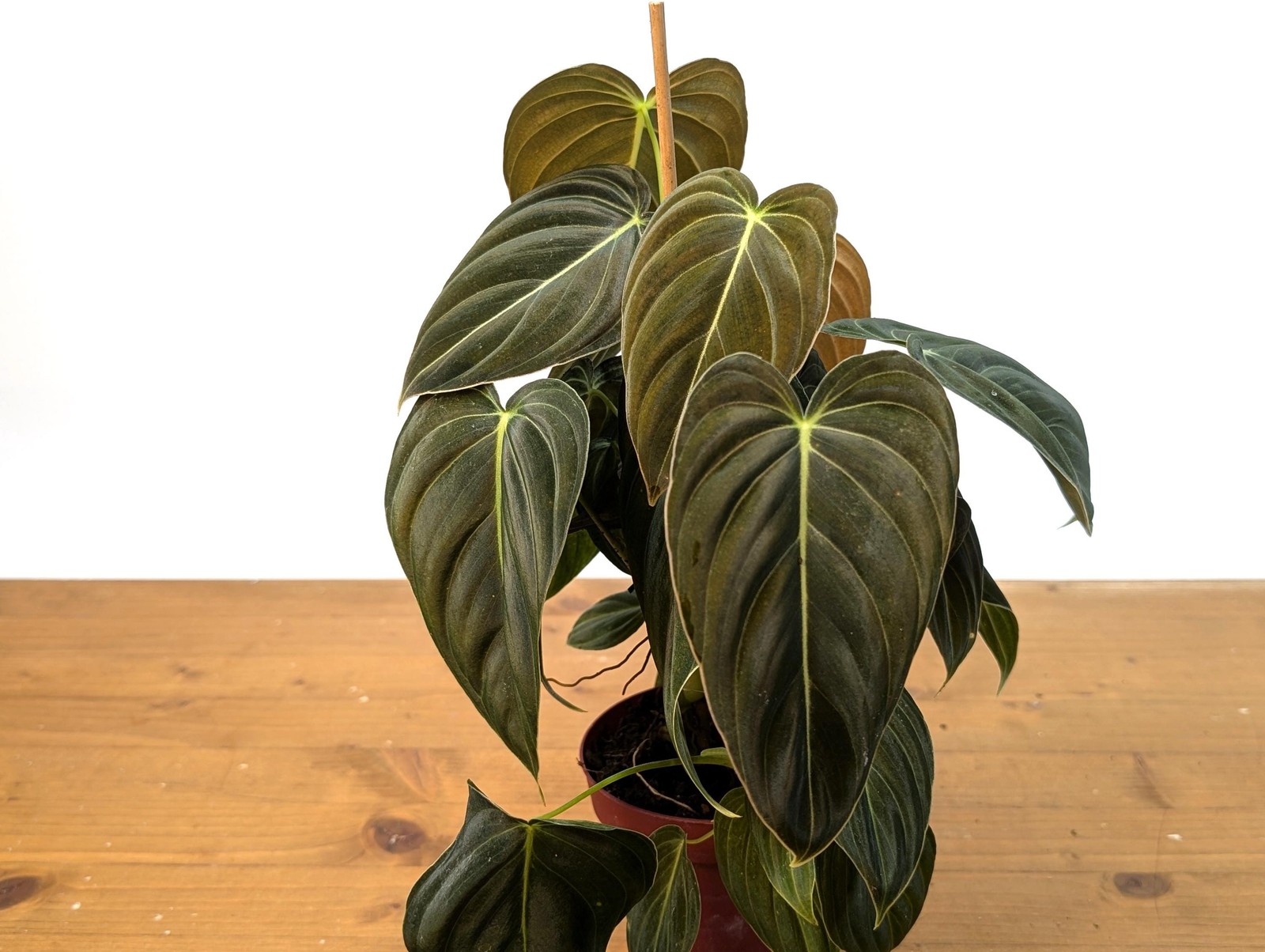FULL & LARGE Philodendron Melanochrysum 2+ Plants per Pot – 4 Inch Pot
