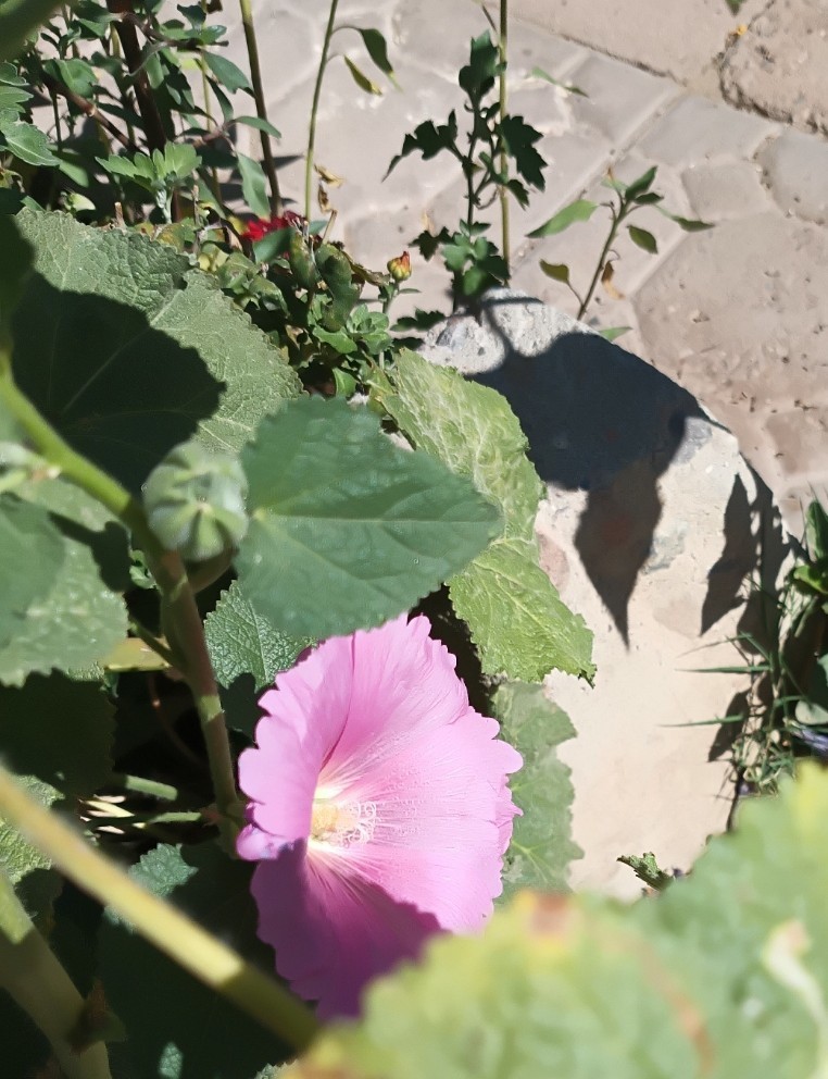Light Purple Hollyhock – (100+) Seeds 1.5 g.