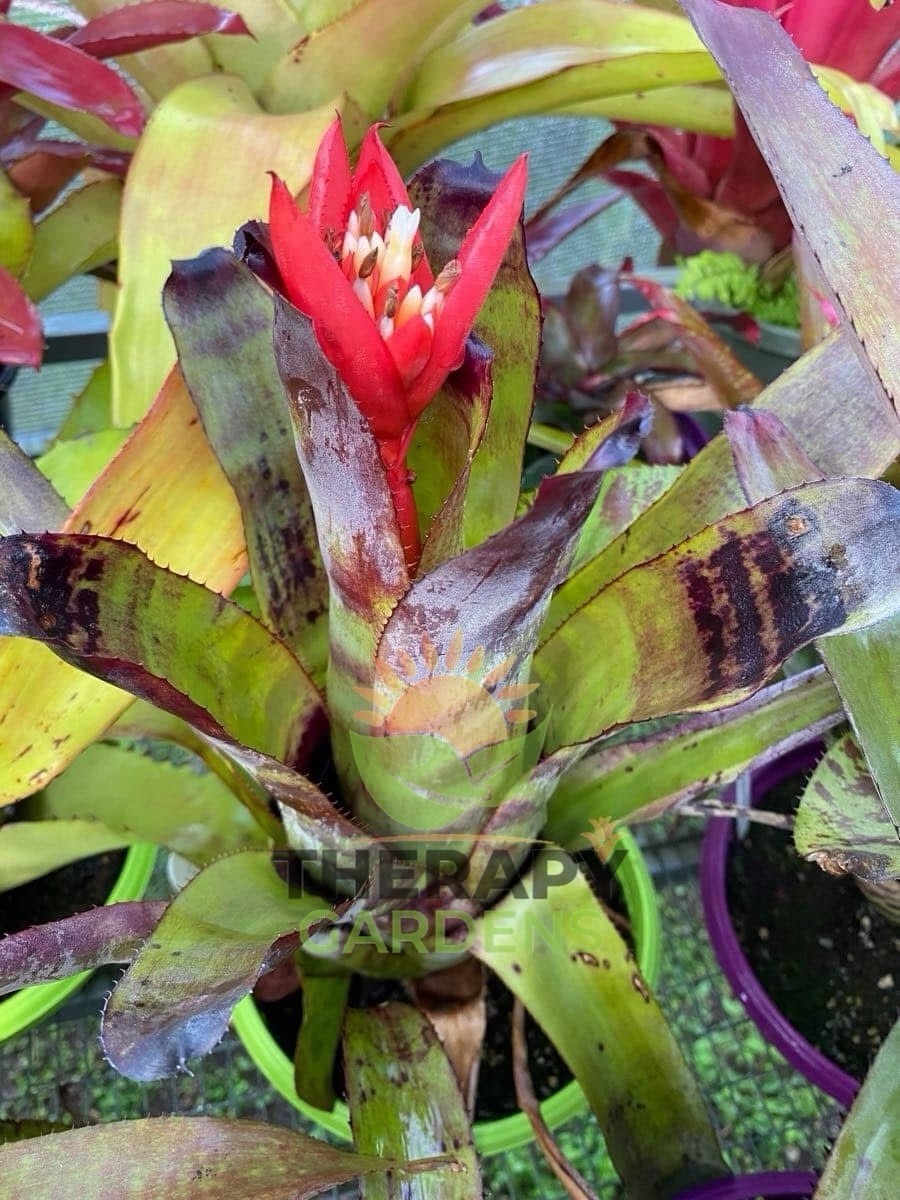 Bromeliad Sale! xCanmea ‘Galaxy’