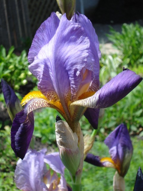 5 Historic Iris Plants – Alzacar (Vimorin) TB 1910- Very Fregrant 30-36″ Tall